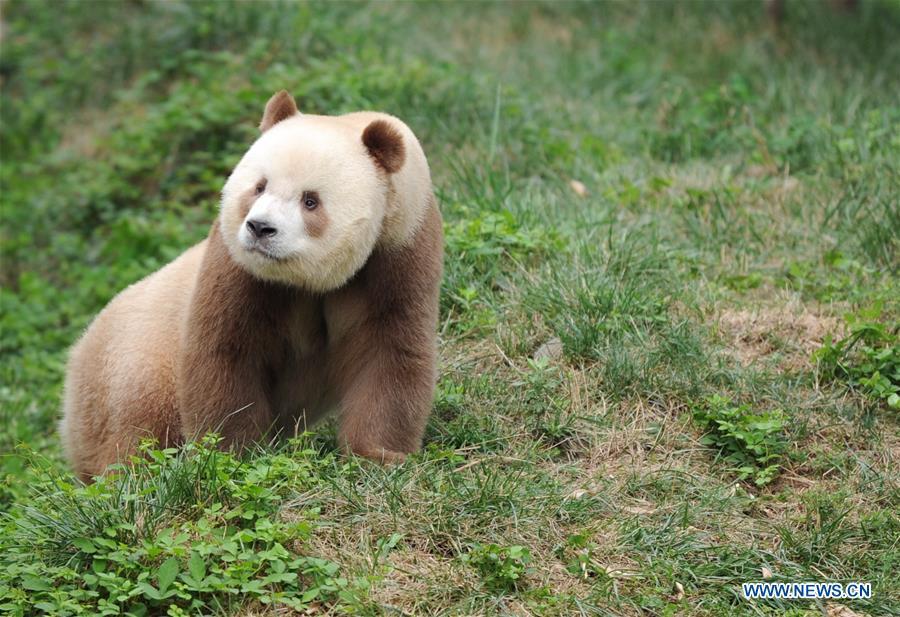 Qizai, a rare brown and white giant panda, is seen at Shaanxi rare wild animals rescuing and raising research center in Xi\'an, northwest China\'s Shaanxi Province, Sept. 7, 2018. Qizai belongs to a subspecies that are more commonly referred to as Qinling pandas in reference to the isolated Qinling Mountains where they have been spotted. (Xinhua/Zhang Bowen)