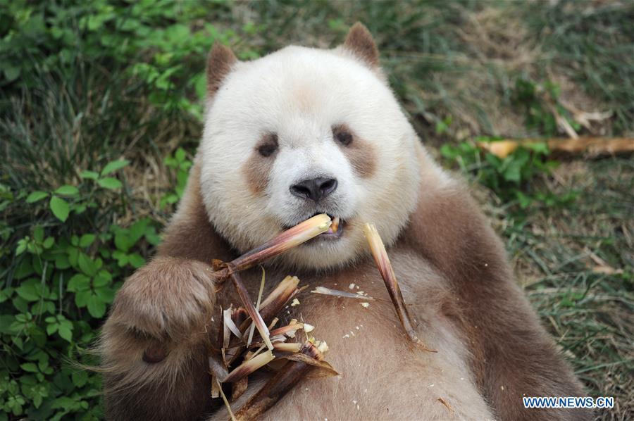 Qizai, a rare brown and white giant panda, eats bamboo shoots at Shaanxi rare wild animals rescuing and raising research center in Xi\'an, northwest China\'s Shaanxi Province, Sept. 7, 2018. Qizai belongs to a subspecies that are more commonly referred to as Qinling pandas in reference to the isolated Qinling Mountains where they have been spotted. (Xinhua/Zhang Bowen)