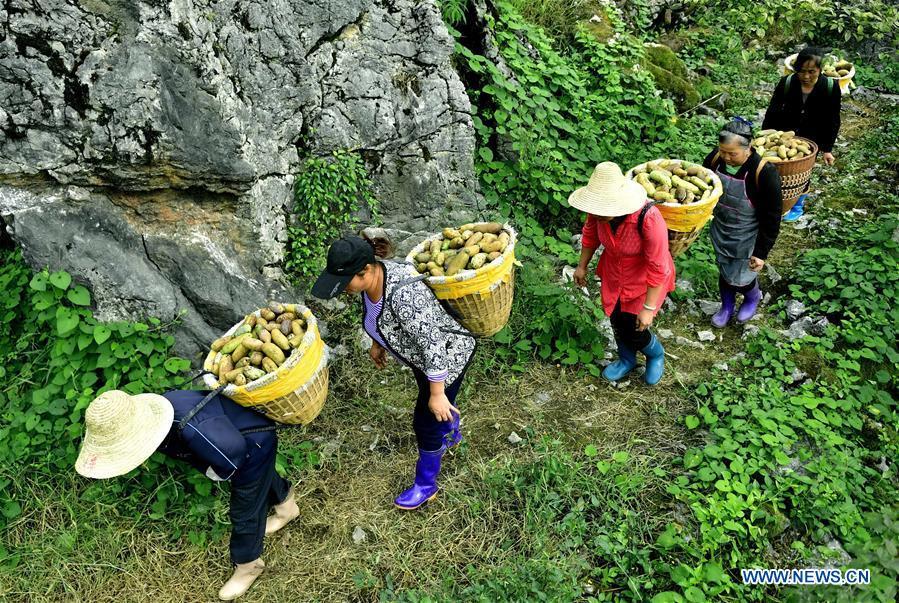 Farmers carry melons in Xuan\'en County, Enshi of central China\'s Hubei Province, Sept. 11, 2018. (Xinhua/Song Wen)