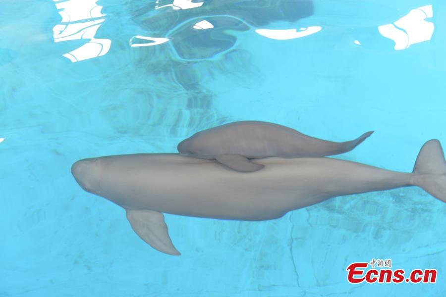 A little Yangtze finless porpoise is seen swimming with its mother at the Institute of Hydrobiology under Chinese Academy of Sciences in Wuhan, central China\'s Hubei Province, Sept. 10, 2018. The little porpoise, reproduced via an artificial breeding program, the second of its case, was born on June 2, 2018. It has grown up healthy and sound for a hundred days. (Photo provided to China News Service)