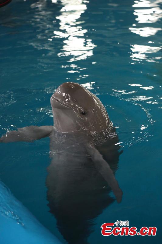 Fuqi, mother of a little Yangtze finless porpoise reproduced via an artificial breeding program is seen swimming at the Institute of Hydrobiology under Chinese Academy of Sciences in Wuhan, central China\'s Hubei Province, Sept. 10, 2018. (Photo provided to China News Service)