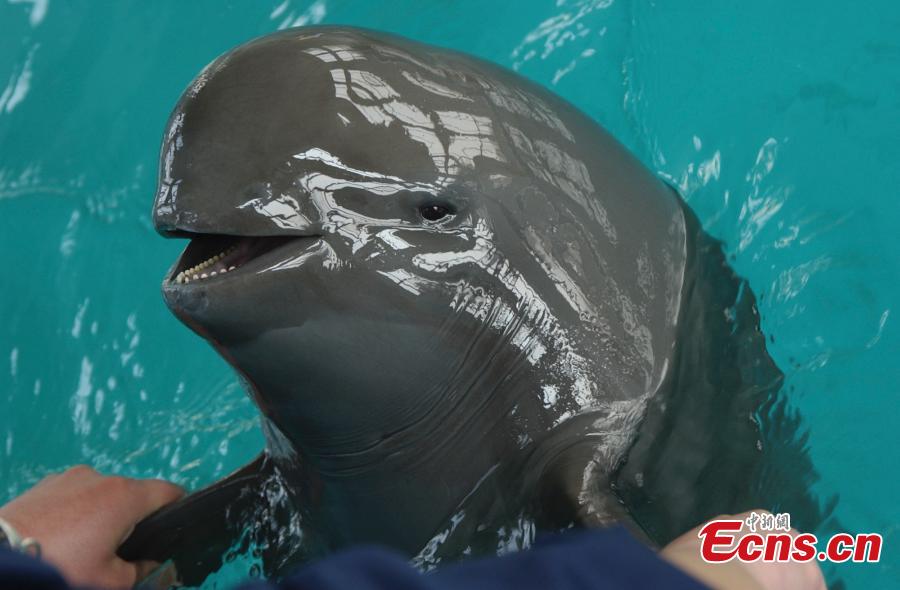 Fuqi, mother of a little Yangtze finless porpoise reproduced via an artificial breeding program is seen swimming at the Institute of Hydrobiology under Chinese Academy of Sciences in Wuhan, central China\'s Hubei Province, Sept. 10, 2018. (Photo provided to China News Service)