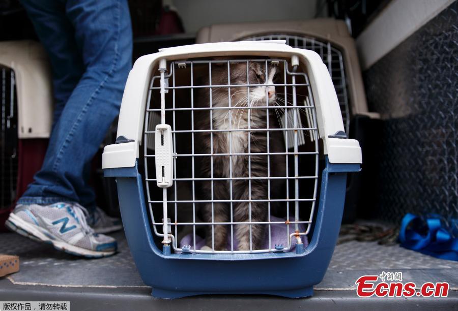 A long-haired tabby cat pushes against the crate door during the unloading of 26 cats and dogs from a van at Humane Rescue Alliance in Washington, Sept. 11, 2018, from Norfolk Animal Care and Control of Norfolk, Va., in advance of Hurricane Florence. People aren\'t the only ones evacuating to get out of the path of Hurricane Florence. The dogs and cats will all be available for adoption. (Photo/Agencies)