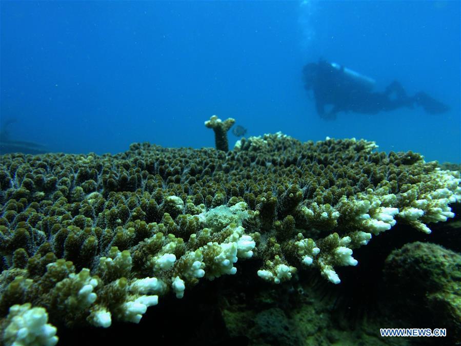 Staghorn corals are pictured at the sea area of Fenjiezhou Island in south China\'s Hainan Province, Sept. 12, 2018. People on the Island have devoted to the protection and nurturing of corals for more than a decade. Under guidance of marine experts, they put man-made reefs under sea to create growing conditions for corals, which in turn improves the habitat for fish. The ecosystem of coral reef around the Island is preserved well now. (Xinhua/Yang Guanyu)