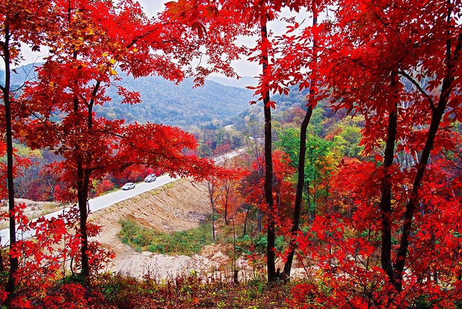 <?php echo strip_tags(addslashes(With the autumn already underway, tourists can enjoy the unique fragrance of red leaves at the Red Leaves Valley in Jiaohe city, Northeast China's Jilin Province. The valley, located at the west foot of Changbai Mountain, is filled with plentiful trees, such as maple, birch, larch and gingko trees. The leaves will gradually turn from a cardinal red into a gorgeous gold in the autumn. The mix of red and golden colors makes the valley look like massive waves rolling across a great sea. (Photo provided to chinadaily.com.cn))) ?>