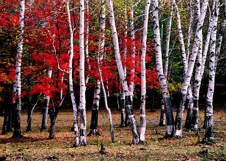 <?php echo strip_tags(addslashes(With the autumn already underway, tourists can enjoy the unique fragrance of red leaves at the Red Leaves Valley in Jiaohe city, Northeast China's Jilin Province. The valley, located at the west foot of Changbai Mountain, is filled with plentiful trees, such as maple, birch, larch and gingko trees. The leaves will gradually turn from a cardinal red into a gorgeous gold in the autumn. The mix of red and golden colors makes the valley look like massive waves rolling across a great sea. (Photo provided to chinadaily.com.cn))) ?>