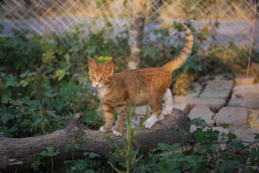 A cat lives in semi-wild state in this cat paradise. (Photo by Tang Tao for chinadaily.com.cn)