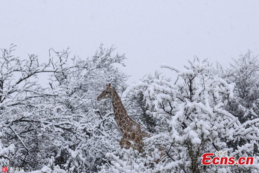 <?php echo strip_tags(addslashes(Kitty Viljoen, who lives in Eastern Cape, captured images of giraffes, lions, elephants and wildebeest making their way through the wintry landscape after South Africa experienced an unexpected cold snap. (Photo/IC))) ?>