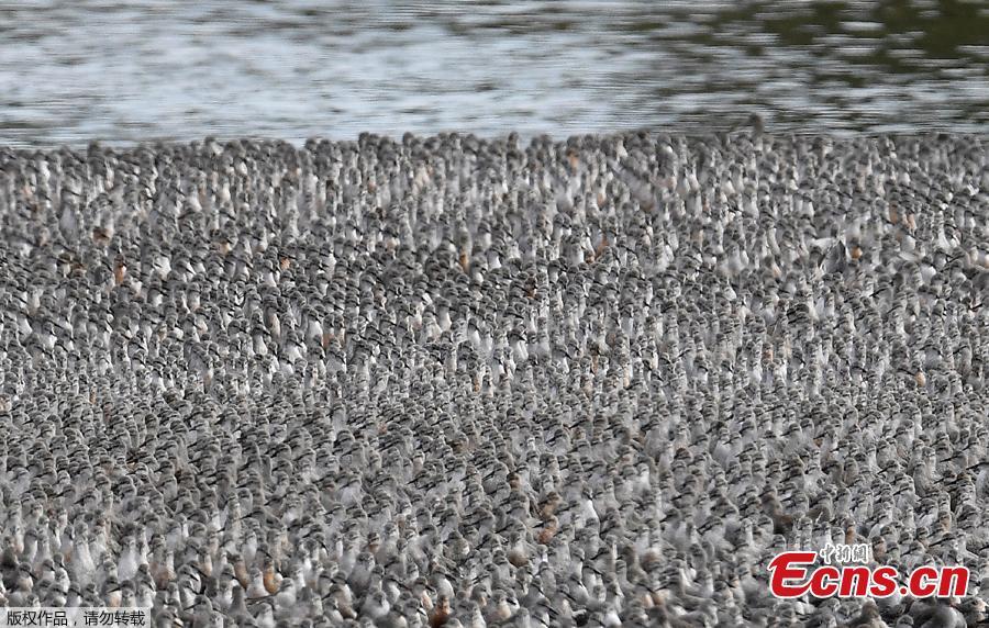 Thousands of wading birds, including Knot, fly onto dry sandbanks during the month\'s highest tides at The Wash estuary, near Snettisham in Norfolk, Britain, September 13, 2018. (Photo/Agencies)