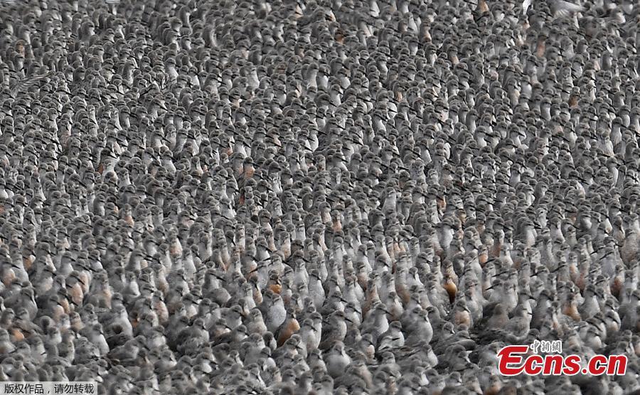 Thousands of wading birds, including Knot and Godwit, move onto dry sandbanks during the month\'s highest tides at The Wash estuary, near Snettisham in Norfolk, Britain, September 13, 2018.  (Photo/Agencies)