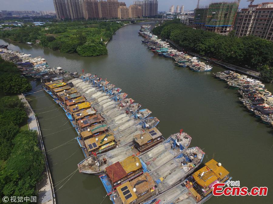 Fishing boats are anchored at a port in preparation for Typhoon Mangkut in Zhongshan City, South China’s Guangdong Province, Sept. 13, 2018. The typhoon is expected to bring strong winds and rain as it lands over the weekend. (Photo/VCG)