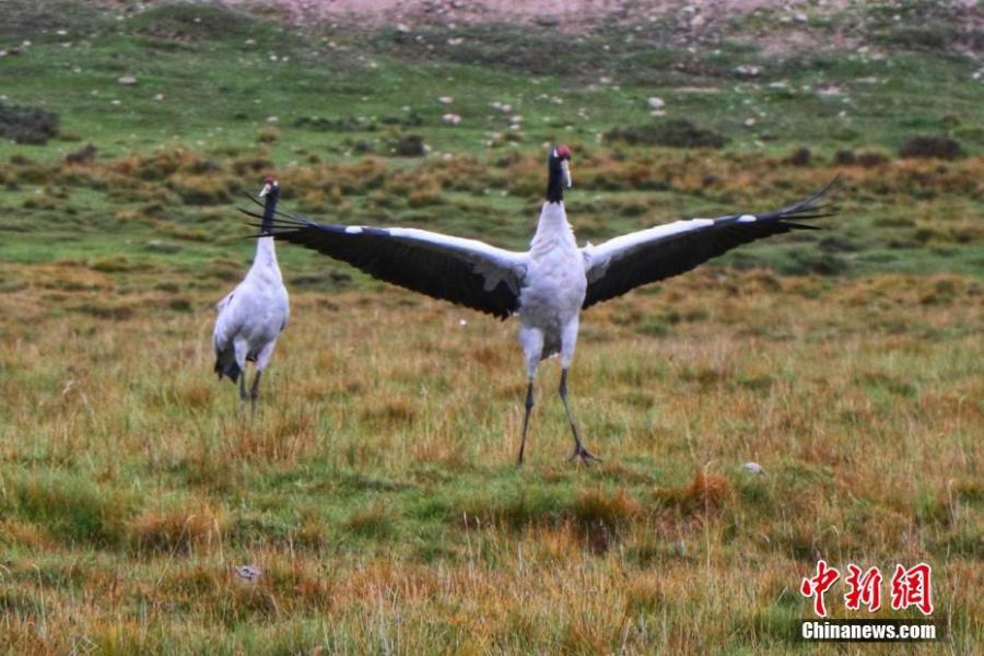 Black-necked cranes, under first-class state protection, are seen at a grassland in Sunan Yugur Autonomous County, Northwest China’s Gansu Province, Sept. 12, 2018. The estimated population of the black-necked cranes in the county has risen thanks to increased efforts in environmental protection. (Photo: China News Service/An Jianbin)