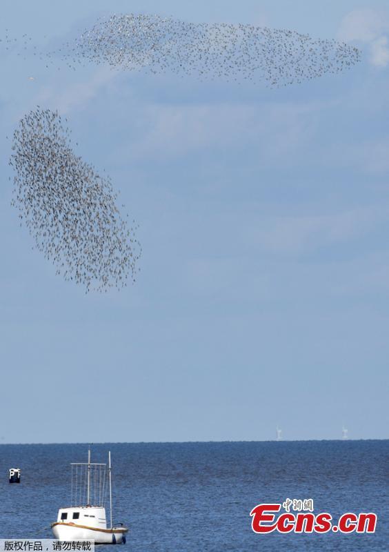 <?php echo strip_tags(addslashes(Murmurations are seen above a boat as thousands of wading birds fly onto dry sandbanks during the month's highest tides at The Wash estuary, near Snettisham in Norfolk, Britain, September 13, 2018.  (Photo/Agencies))) ?>