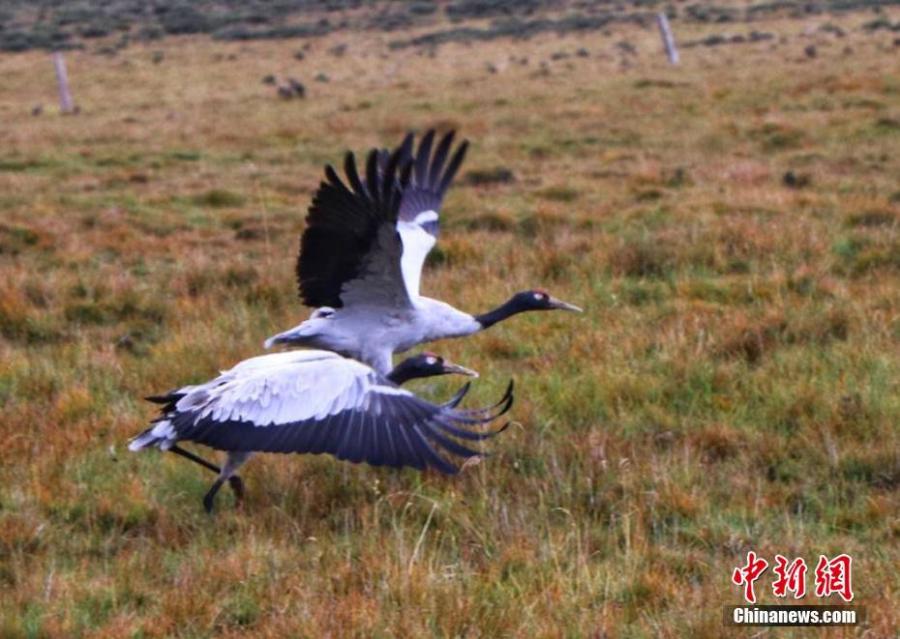 Black-necked cranes, under first-class state protection, are seen at a grassland in Sunan Yugur Autonomous County, Northwest China’s Gansu Province, Sept. 12, 2018. The estimated population of the black-necked cranes in the county has risen thanks to increased efforts in environmental protection. (Photo: China News Service/An Jianbin)