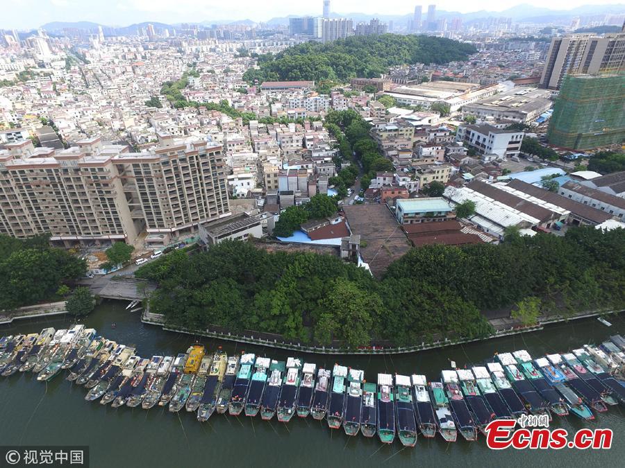 Fishing boats are anchored at a port in preparation for Typhoon Mangkut in Zhongshan City, South China’s Guangdong Province, Sept. 13, 2018. The typhoon is expected to bring strong winds and rain as it lands over the weekend. (Photo/VCG)