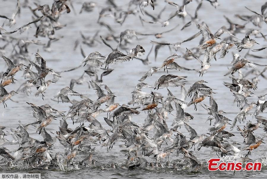 Thousands of wading birds, including Knot, fly onto dry sandbanks during the month\'s highest tides at The Wash estuary, near Snettisham in Norfolk, Britain, September 13, 2018. (Photo/Agencies)