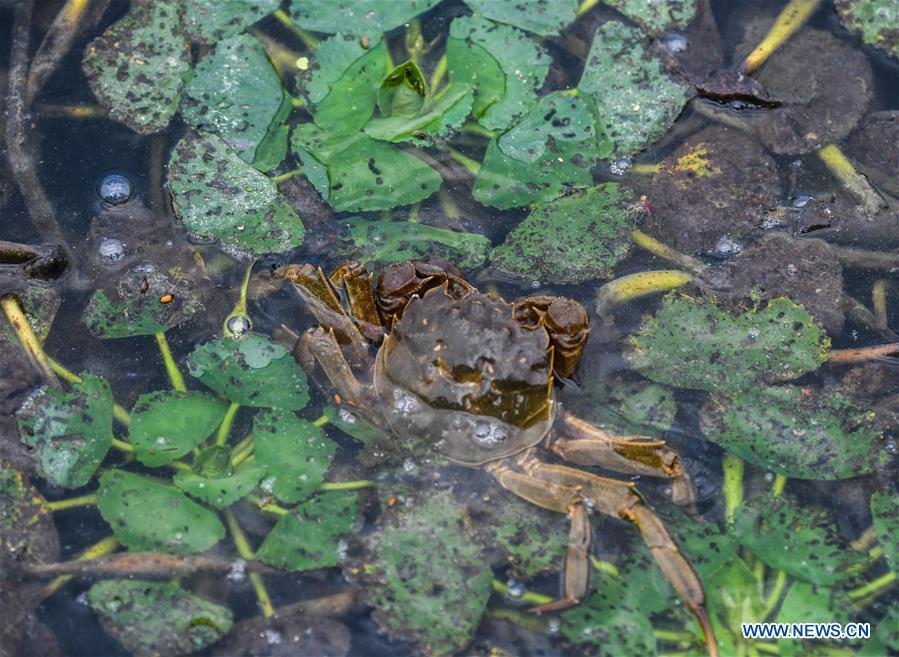 A crab is seen in an aquatic farm of Taihu Lake in Huzhou, east China\'s Zhejiang Province, Sept. 16, 2018. Local farmers were busy with their work in harvest season of the Taihu Lake crab. The ecological environment of the Taihu Lake was improved due to continuous efforts of local government. (Xinhua/Xu Yu)