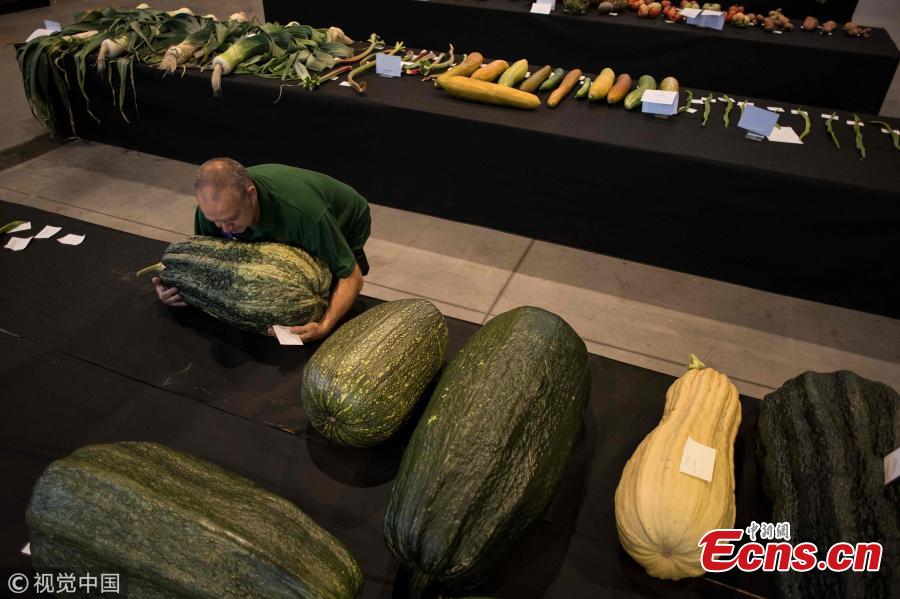 Rows of vegetables lined up to be judged.(Photo/VCG)
