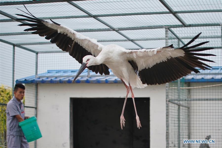 A staff member feeds an oriental white stork at Caofeidian wetland and birds natural reserve in north China\'s Hebei Province, Sept. 15, 2018. Two injured oriental white storks will be soon released into the wild upon their full recovery. The two birds were rescued by the administration of the natural reserve in October of 2017. The oriental white storks are listed as endangered species that are under first-class national protection. (Xinhua/Xing Guangli)