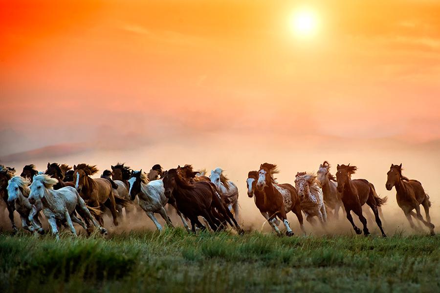 Autumn brings beautiful sunsets over open grasslands at Xilin Gol league in the Inner Mongolia autonomous region. Bathing in the sunset glow, working horses and herdsmen create a picturesque setting. (Photo/China Daily)