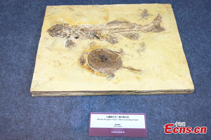 A collection of fossils returned from overseas has been displayed at a hotel in the city of Zhengzhou, capital of central China\'s Henan Province, on Monday. The nine exhibits include fossils of Beibeilong sinensis, Gansu tortoise, confuciusornis, a smilodon skull, and manchurochelys, with huge value to scientific research according to fossil experts.The Beibeilong sinensis fossil, a kind of dinosaur egg excavated in Henan in 1993, attracted the most attention among visitors. Measuring 118 cm long, it dates back at least 86 million years and was overseas for more than 20 years. In 2013, the fossil was returned to China and displayed in the Henan Geological Museum.(Photo: China News Service/ Han Zhangyun)
