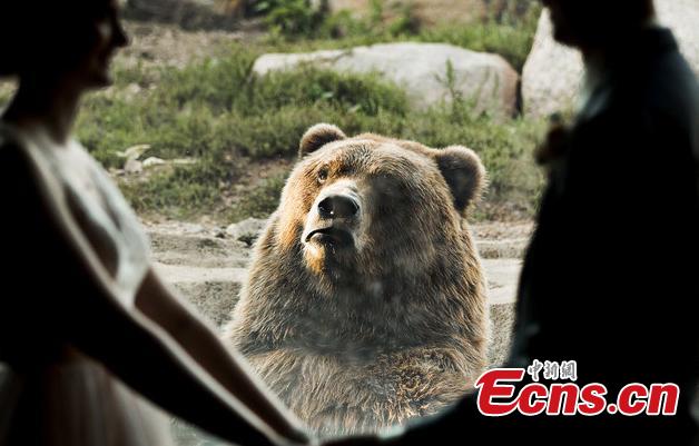 A bear witnessed a couple\'s wedding — and was apparently less than pleased by the experience. The couple tied the knot at the Minnesota Zoo in Apple Valley and got to take photos inside the facility, with a Russian grizzly bear in the background. While the smitten couple held hands and exchanged a kiss, the bear pulled a series of hilarious faces, making it look as though it was completely heartbroken by the scene unfolding before its eyes. (Photo/IC)