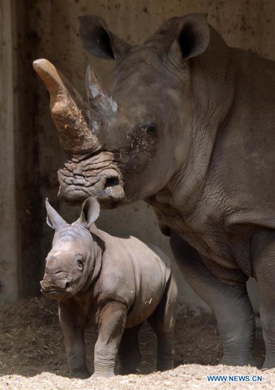 A three-week-old white rhinoceros stands next to her mother Tanda at the Ramat Gan Safari Park, an open-air zoo near the Israeli coastal city of Tel Aviv, on Sept. 17, 2018. The Ramat Gan Safari Park is the main zoo of the Tel Aviv area and is home to the largest collection of animals in the Middle East. (Xinhua/JINI/Gideon Markowicz)
