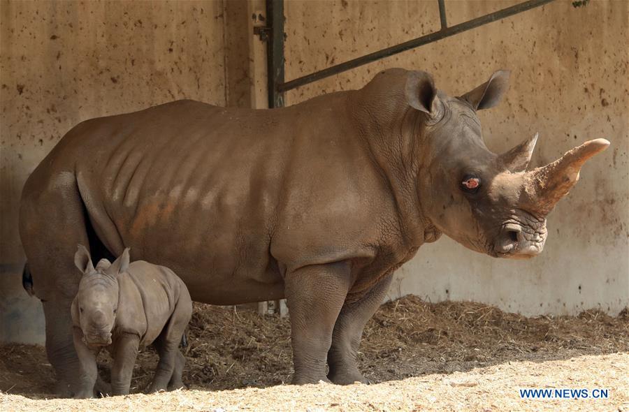 A three-week-old white rhinoceros stands next to her mother Tanda at the Ramat Gan Safari Park, an open-air zoo near the Israeli coastal city of Tel Aviv, on Sept. 17, 2018. The Ramat Gan Safari Park is the main zoo of the Tel Aviv area and is home to the largest collection of animals in the Middle East. (Xinhua/JINI/Gideon Markowicz)