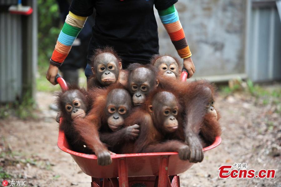 A handler at the International Animal Rescue center in Ketapang, Indonesia use the barrows to take baby orangutans from their sleeping quarters to “school” each morning, where they learn skills to help them survive in the wild. (Photo/IC)