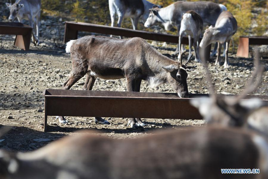 A reindeer feeds on fodder in Yue\'anli Forest Farm of Genhe forestry bureau in the Greater Khingan Mountains of north China\'s Inner Mongolia Autonomous Region, Sept. 18, 2018. Staff members at Yue\'anli Forest Farm are responsible for the conservation and breeding work of reindeer in China. (Xinhua/Zou Yu)
