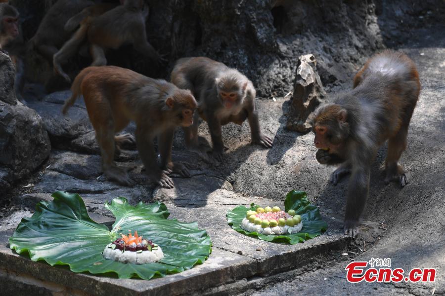 <?php echo strip_tags(addslashes(Special moon cakes made with ingredients like fish and fruits are fed to animals at a zoo in Nanning City, South China’s Guangxi Zhuang Autonomous Region, Sept. 20, 2018. The zoo organized a moon cake cooking event ahead of the Mid-Autumn Festival on Sept. 24. (Photo: China News Service/Yu Jing))) ?>