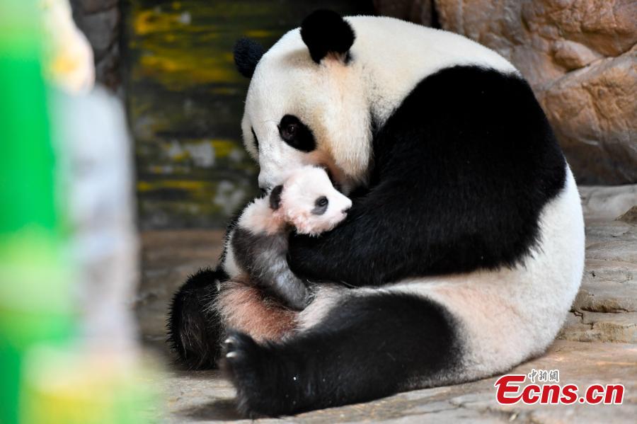 <?php echo strip_tags(addslashes(Giant panda cub Longzai makes its public debut with his mother Longlong at the Chimelong Safari Park in Guangzhou, South China’s Guangdong province on September 20, 2018. Giant panda cub Longzai was born at the park on July 12. (Photo: China News Service/ Chen Jimin))) ?>