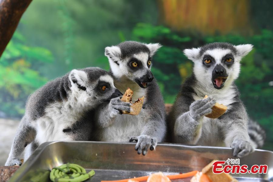 <?php echo strip_tags(addslashes(Special moon cakes made with ingredients like fish and fruits are fed to animals at a zoo in Nanning City, South China’s Guangxi Zhuang Autonomous Region, Sept. 20, 2018. The zoo organized a moon cake cooking event ahead of the Mid-Autumn Festival on Sept. 24. (Photo: China News Service/Yu Jing))) ?>