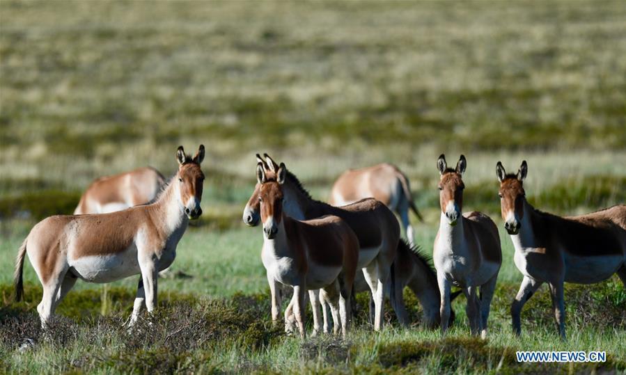 <?php echo strip_tags(addslashes(Photo taken on Sept. 8, 2018 shows Tibetan wild donkeys, a species under first-class national protection, in Ali Prefecture, southwest China's Tibet Autonomous Region. Ali Prefecture, with an average altitude of above 4,500 meters and an area of more than 300,000 square kilometers, is located in the western part of the Tibetan region. The Changtang National Natural Reserve here is the habitat of a variety of wild animals. (Xinhua/Purbu Zhaxi))) ?>