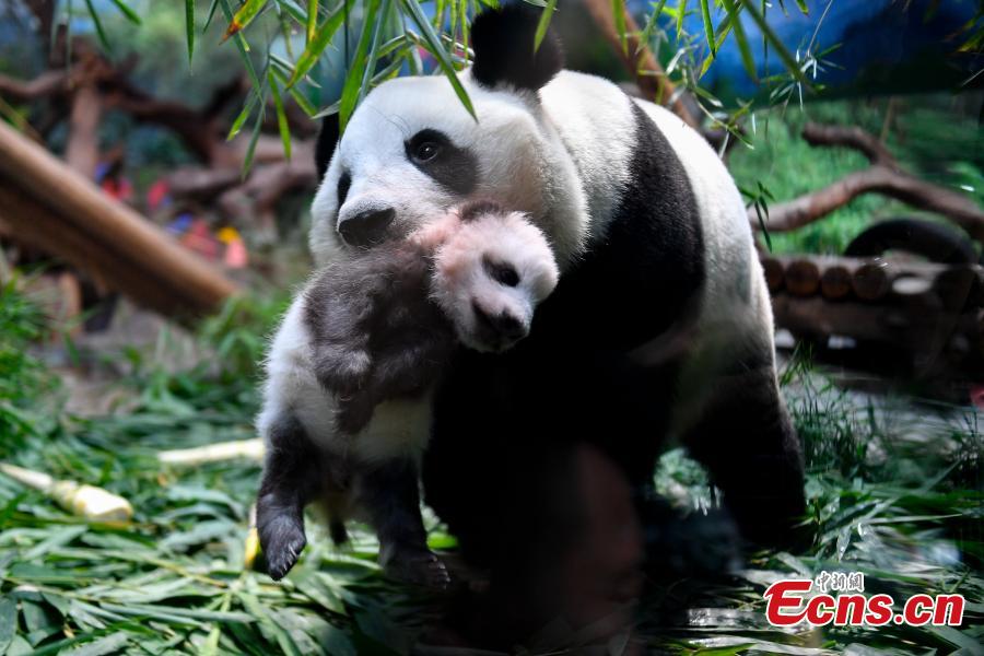 <?php echo strip_tags(addslashes(Giant panda cub Longzai makes its public debut with his mother Longlong at the Chimelong Safari Park in Guangzhou, South China’s Guangdong province on September 20, 2018. Giant panda cub Longzai was born at the park on July 12. (Photo: China News Service/ Chen Jimin))) ?>