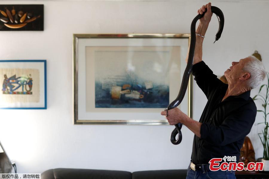 Philippe Gillet, 67 year-old Frenchman who lives with more than 400 reptiles and tamed alligators, looks at his black cobra in his living room in Coueron near Nantes, France, Sept. 19, 2018. (Photo/Agencies)