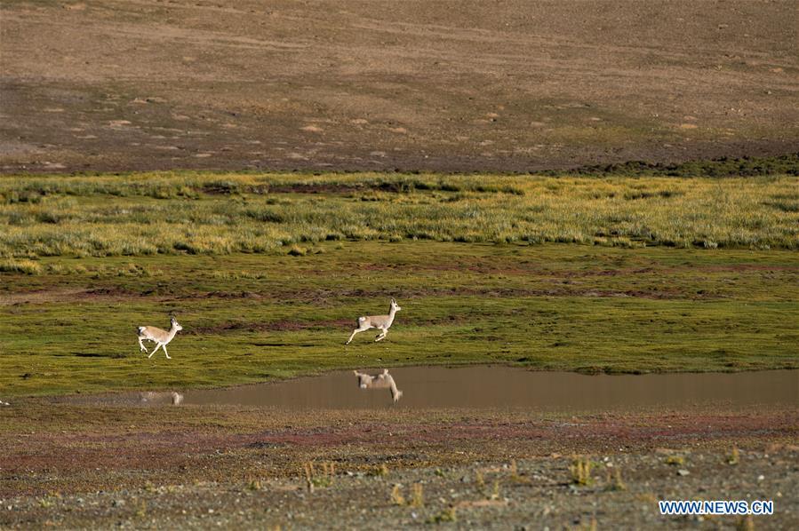 Photo taken on Sept. 20, 2018 shows Tibetan gazelles near the Zhari Namco Lake in Ali, southwest China\'s Tibet Autonomous Region. (Xinhua/Dainzin Nyima Choktrul)