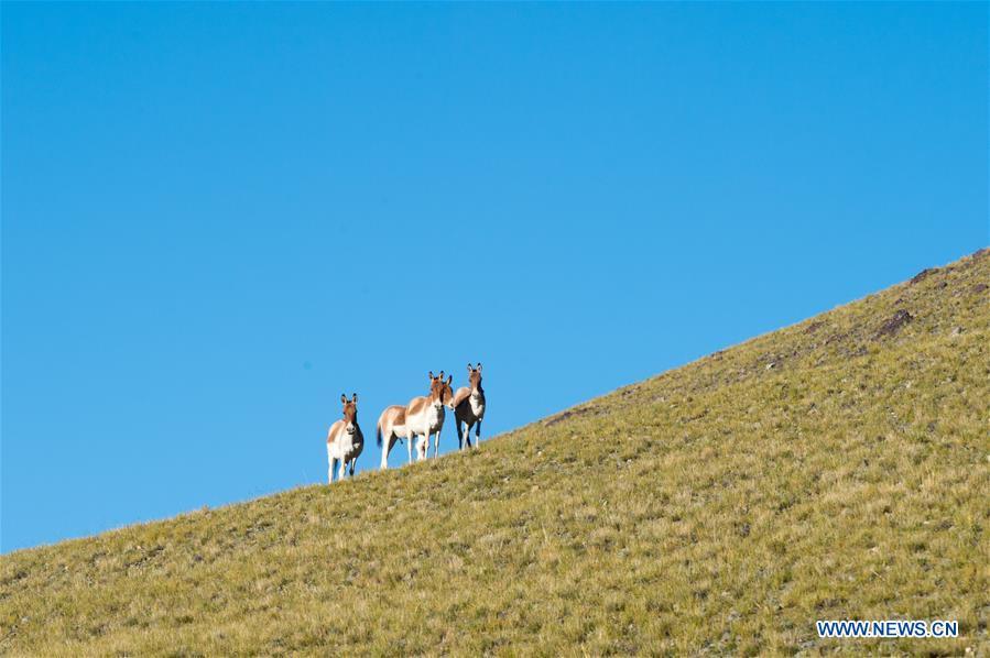<?php echo strip_tags(addslashes(Photo taken on Sept. 20, 2018 shows Tibetan wild donkeys near the Zhari Namco Lake in Ali, southwest China's Tibet Autonomous Region. (Xinhua/Dainzin Nyima Choktrul))) ?>