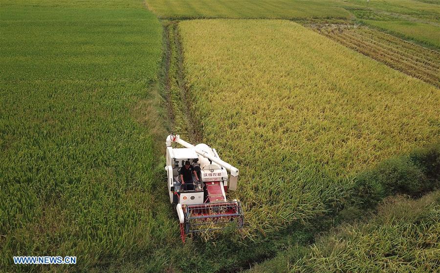 <?php echo strip_tags(addslashes(Zhou Xiaolin harvests rice in Liutian Village of Xinjian District in Nanchang, east China's Jiangxi Province, Sept. 21, 2018. When every harvest season for middle-season rice begins in September, Zhou Xiaolin, a rice grower, and his son Zhou Biao will always offer help to other farmers with the harvest, because few families nearby own multiple farm machineries that suffice the workload. Born in Liutian Village, Zhou Xiaolin used to be a carpenter away from home. In 2005, he returned home to take on rice growing. Two years later, Zhou Xiaolin and Zhou Biao expanded the scale of their rice growing by contracting to take over the village's uncultivated croplands. To meet the increasing production demand, Zhou bought the first farm machine in the village. Currently, Zhou Xiaolin and Zhou Biao have nearly 50 hectares of farmland under cultivation in the village. Altogether they own two combine harvesters, two rice transplanters and a tractor, which have made production even more efficient. An increasing number of rice growers nearby have started to use Zhou Xiaolin's machines and services for a reasonable price. 