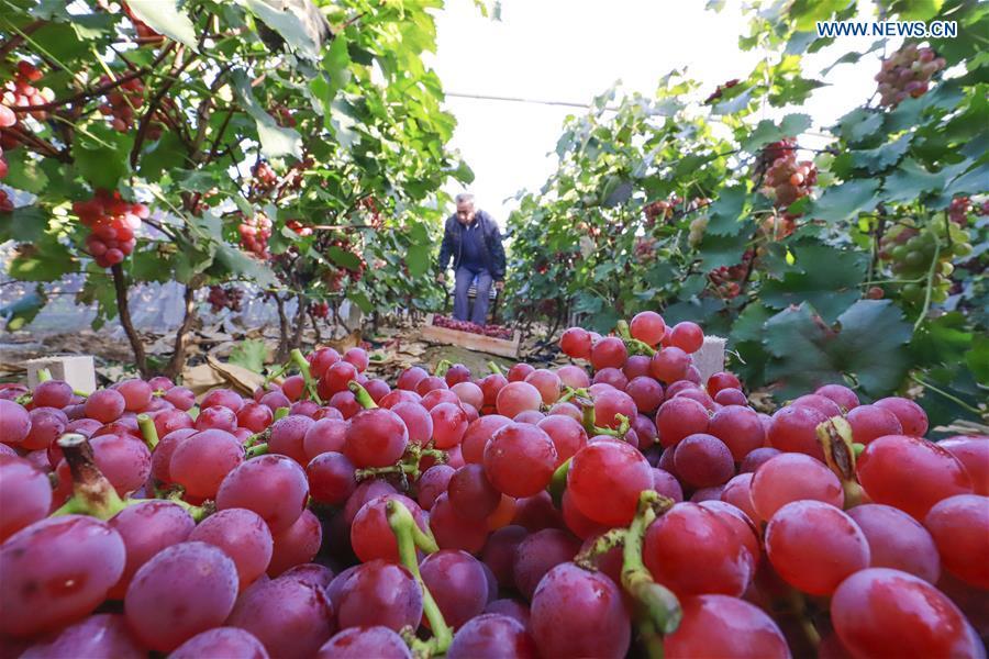 A farmer picks grapes in Zhuguantun Village of Tuanpiaozhuang Township of Zunhua City in Tangshan, north China\'s Hebei Province, Sept. 22, 2018. China will mark its first Farmers\' Harvest Festival on Sept. 23 this year. From 2018 on, the festival, to be celebrated on the Autumnal Equinox each year, is set to be observed annually to greet the harvest season and honour the agricultural workers. (Xinhua/Liu Mancang)