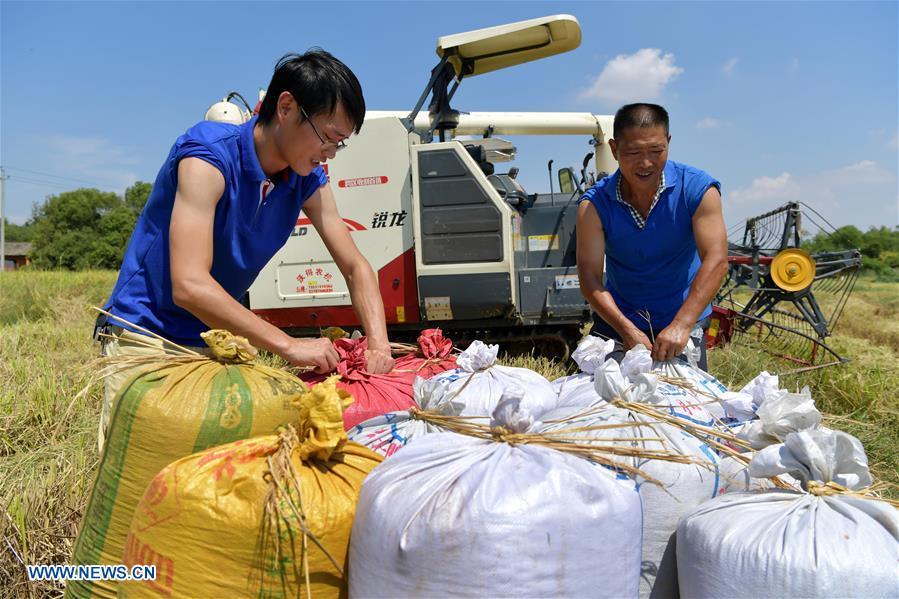 <?php echo strip_tags(addslashes(Zhou Xiaolin (R) and Zhou Biao help local farmers harvest rice in Shengmi Township of Xinjian District in Nanchang, east China's Jiangxi Province, Sept. 20, 2018. When every harvest season for middle-season rice begins in September, Zhou Xiaolin, a rice grower, and his son Zhou Biao will always offer help to other farmers with the harvest, because few families nearby own multiple farm machineries that suffice the workload. Born in Liutian Village, Zhou Xiaolin used to be a carpenter away from home. In 2005, he returned home to take on rice growing. Two years later, Zhou Xiaolin and Zhou Biao expanded the scale of their rice growing by contracting to take over the village's uncultivated croplands. To meet the increasing production demand, Zhou bought the first farm machine in the village. Currently, Zhou Xiaolin and Zhou Biao have nearly 50 hectares of farmland under cultivation in the village. Altogether they own two combine harvesters, two rice transplanters and a tractor, which have made production even more efficient. An increasing number of rice growers nearby have started to use Zhou Xiaolin's machines and services for a reasonable price. 