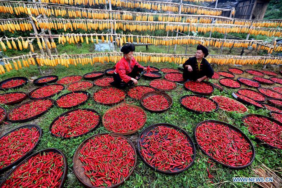 <?php echo strip_tags(addslashes(Two Villagers prepare harvested chillis for air-drying in Xiaozhai Village of Longji Township in Guilin, south China's Guangxi Zhuang Autonomous Region, Sept. 23, 2018. People across China hold various activities to celebrate the country's first Farmers' Harvest Festival, which falls on Sept. 23 this year. (Xinhua/Wang Zichuang))) ?>