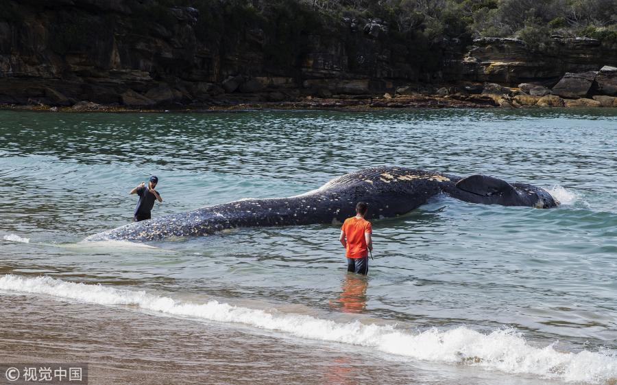 <?php echo strip_tags(addslashes(Men look on and photograph a whale carcass on Wattamolla Beach in the Royal National Park south of Sydney on September 24, 2018 in Sydney, Australia. The carcass is believed to be a rare Sei whale. (Photo/Agencies))) ?>