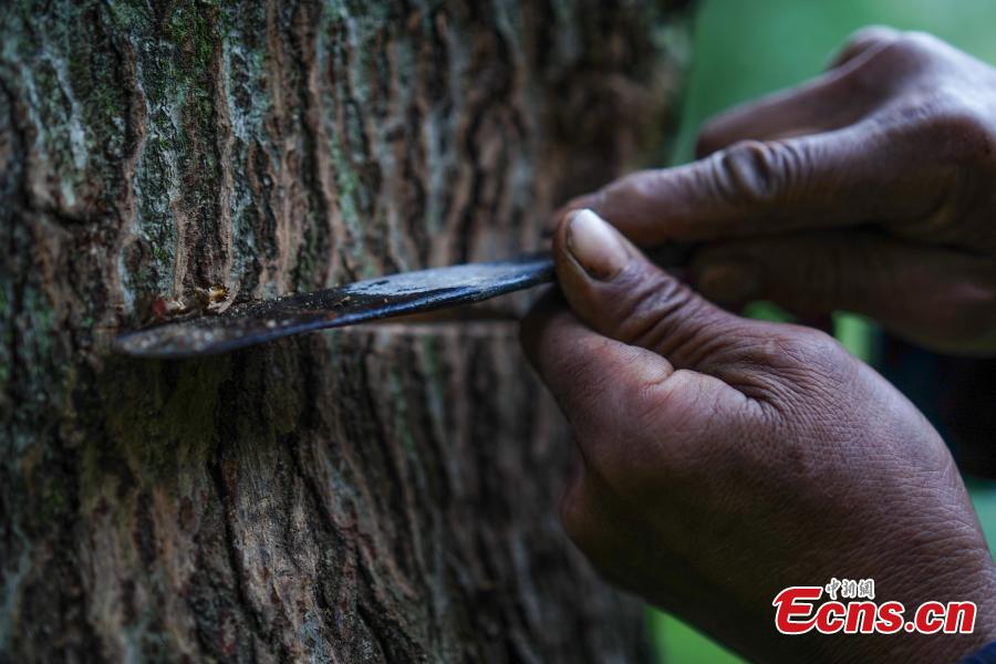 <?php echo strip_tags(addslashes(Hu Wenxun, 58, cuts open a tree to take sap, which is used to make a durable coating called lacquer, in Dafang County, Southwest China’s Guizhou Province, Sept. 23, 2018. The period from early summer to late autumn each year is said to be the best time to reap lacquer in the mountainous county, which has seen a rapid increase in online sales of the product. (Photo: China News Service/He Junyi))) ?>