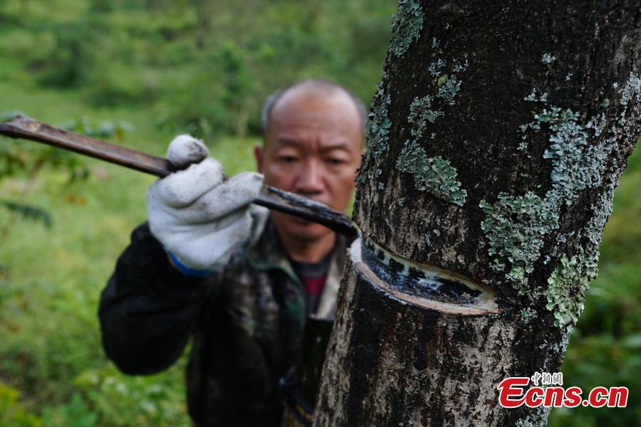 <?php echo strip_tags(addslashes(A man cuts open a tree to take sap, which is used to make a durable coating called lacquer, in Dafang County, Southwest China’s Guizhou Province, Sept. 22, 2018. The period from early summer to late autumn each year is said to be the best time to reap lacquer in the mountainous county, which has seen a rapid increase in online sales of the product. (Photo: China News Service/He Junyi))) ?>