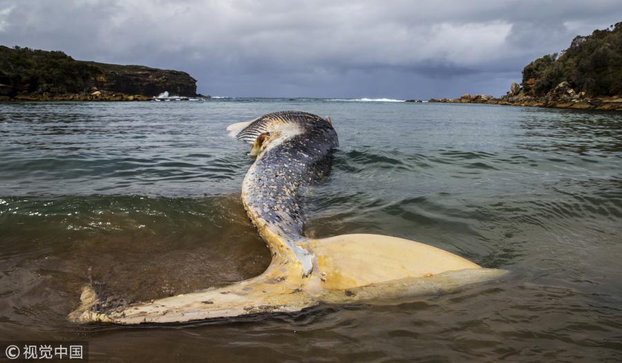 A whale carcass is seen on Wattamolla Beach in the Royal National Park south of Sydney on September 24, 2018 in Sydney, Australia. The carcass is believed to be a rare Sei whale. (Photo/Agencies)