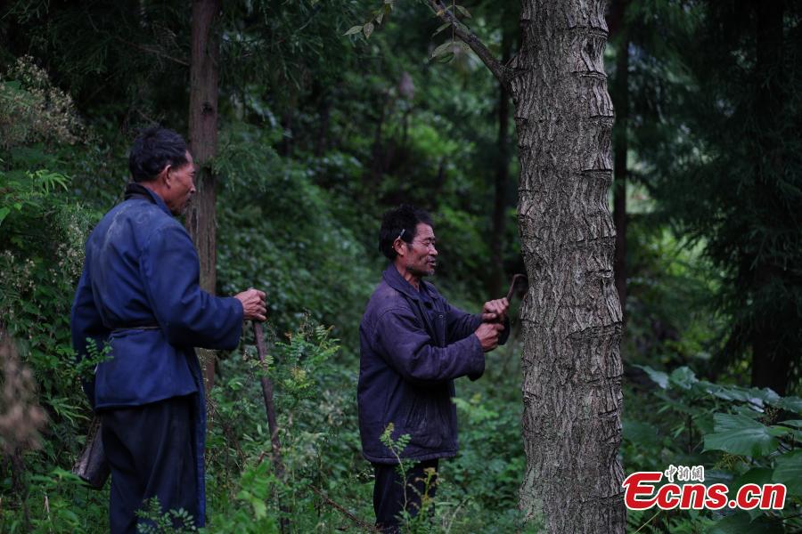 <?php echo strip_tags(addslashes(Hu Wenxun and his brother Hu Wenshun reap lacquer in Dafang County, Southwest China’s Guizhou Province, Sept. 23, 2018. The period from early summer to late autumn each year is said to be the best time to reap lacquer in the mountainous county, which has seen a rapid increase in online sales of the product. (Photo: China News Service/He Junyi))) ?>