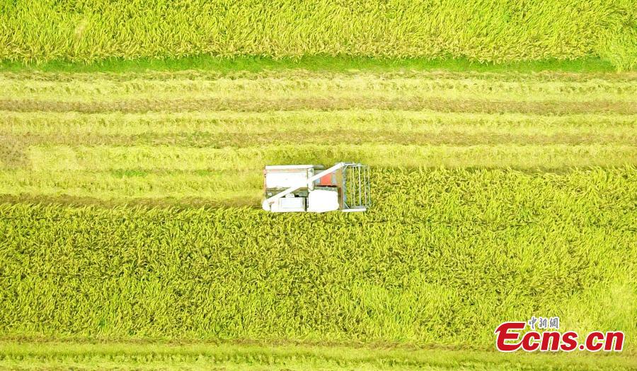 <?php echo strip_tags(addslashes(A drone photo shows rice harvesting in a field in Taihe County, East China’s Jiangxi Province, Sept. 25, 2018. The county is one of China’s commodity grain bases. (Photo: China News Service/Sima Tianmin))) ?>