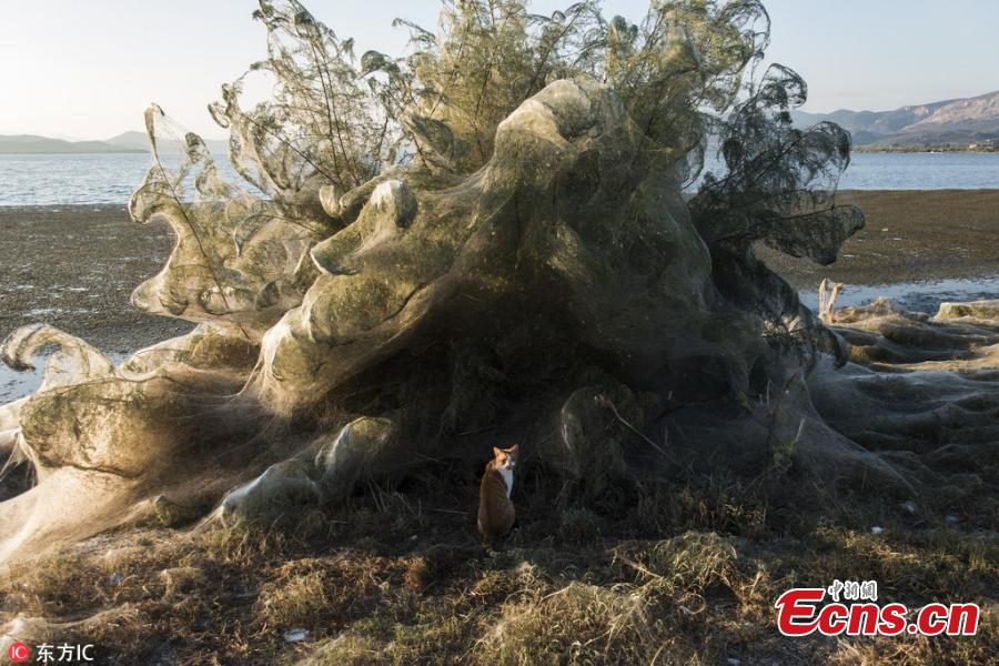 Amid favorable weather conditions and an abundance of food, an explosion in the population of spiders in the western Greek town of Aitoliko has covered more than 300 meters of coastline in thick, cloud-like webs. Bushes and large trees were surrounded in the silvery substance. (Photo/IC)