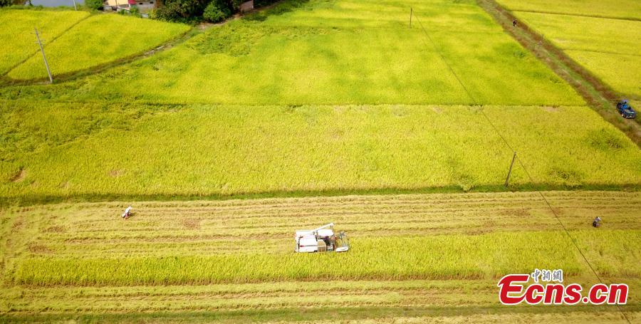 <?php echo strip_tags(addslashes(A drone photo shows rice harvesting in a field in Taihe County, East China’s Jiangxi Province, Sept. 25, 2018. The county is one of China’s commodity grain bases. (Photo: China News Service/Sima Tianmin))) ?>